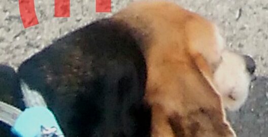 IMG 20190609 194858 528x270 - 犬の耳血腫に「冷やす」はダメ！３回経験した全記録！
