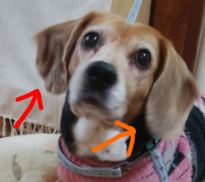 Screenmemo 2019 06 09 19 39 25 300x266 - 犬の耳血腫に「冷やす」はダメ！３回経験した全記録！